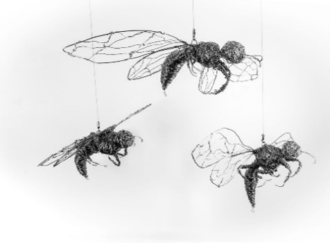 Postilies Humilis – Tasmanian Paper Wasps